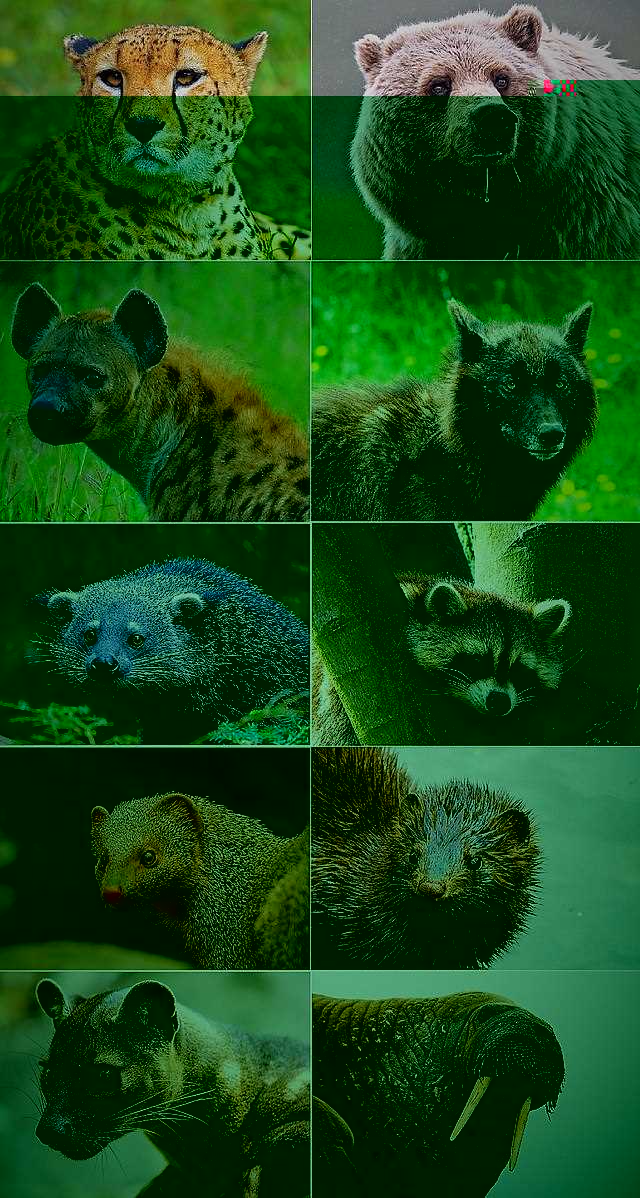 Первый вид хищных животных