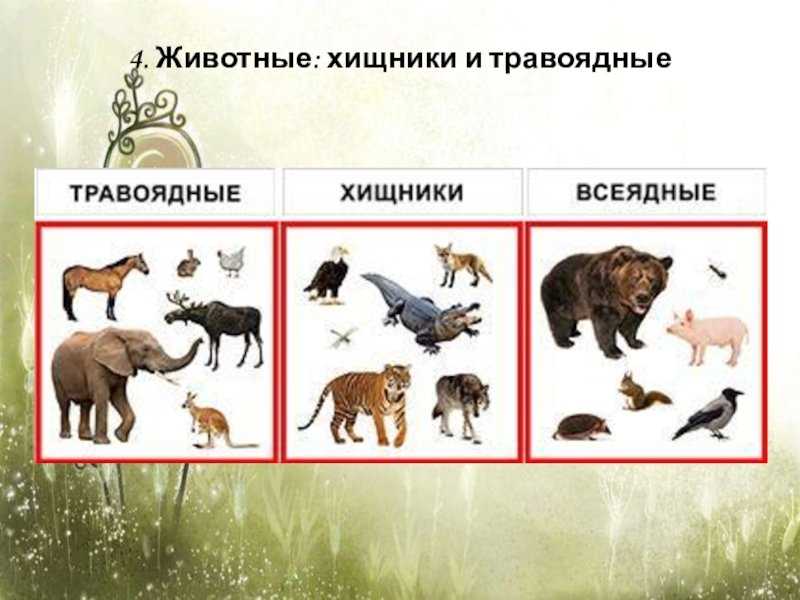 Третий вид хищных животных