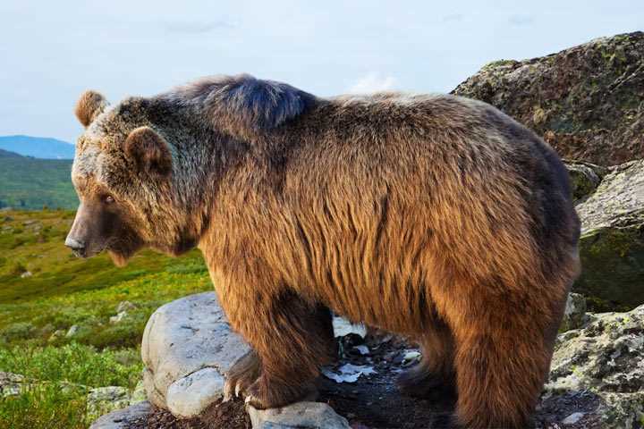 Бешенство у медведей: что это такое и почему опасно для людей?