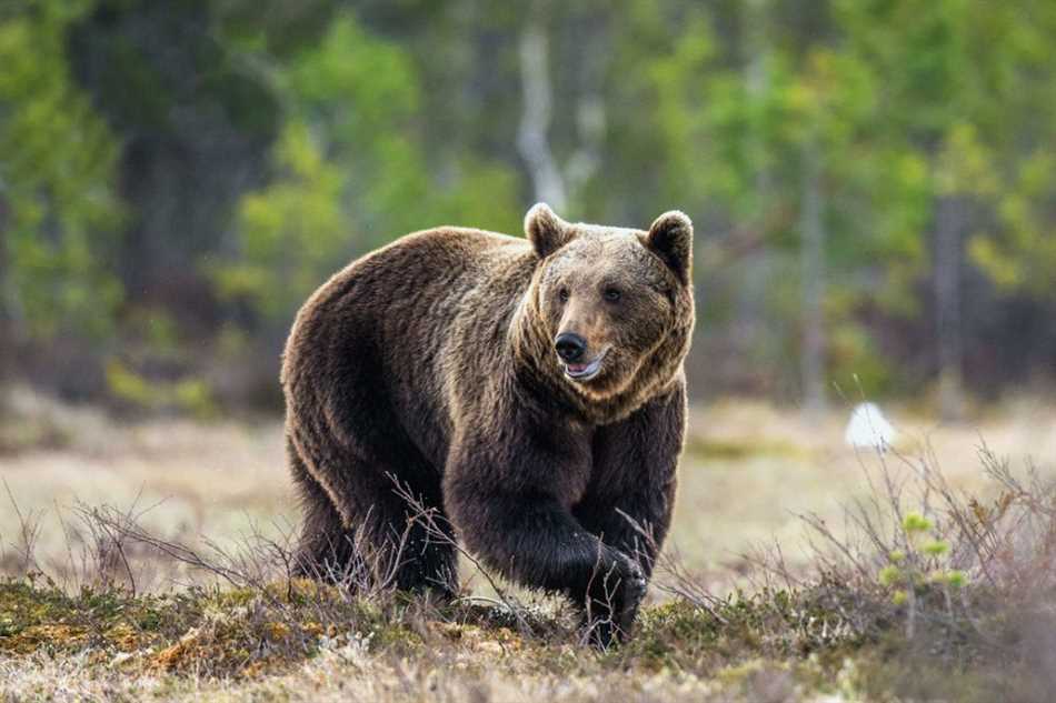 Какие болезни у медведя опасны для человека?