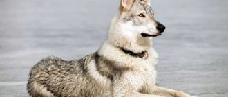 Собаки волчьей породы: перечень и особенности распространенных видов