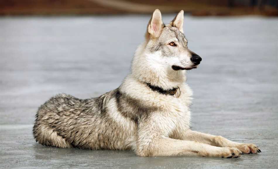 Какие есть собаки волчьей породы?