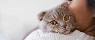 Какие кошки могут помочь в лечении болезней человека