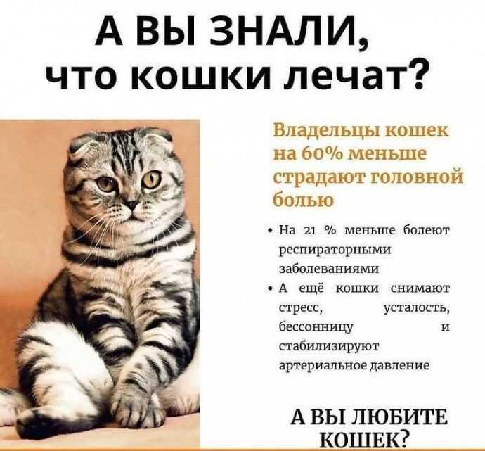 Какие кошки лечат?