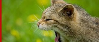 Кошки, которые умеют разговаривать: какие породы имеют способность общаться с людьми