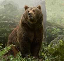 Какие медведи живут в тайге?