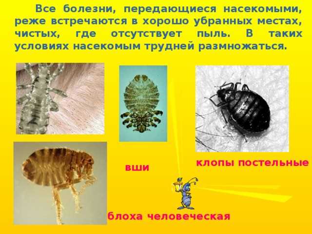 Значение насекомых для экосистемы