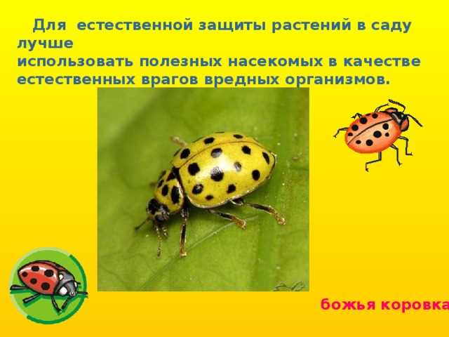 Важность насекомых в цепи питания