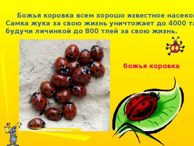 Какие насекомые приносят пользу человеку?