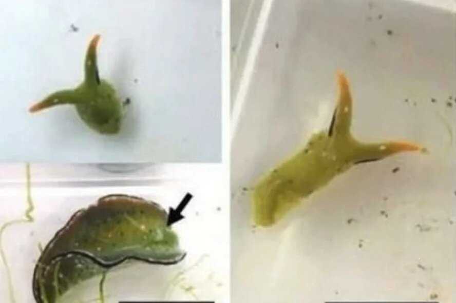 Мухи