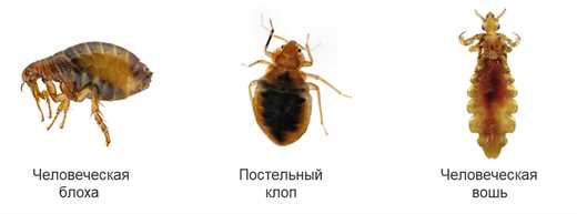 Мухоловки - эффективные ловцы насекомых