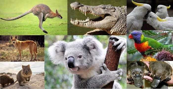 Животные Австралии - удивительное разнообразие