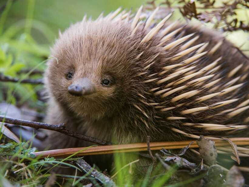 Какие необычные животные обитают в Австралии?