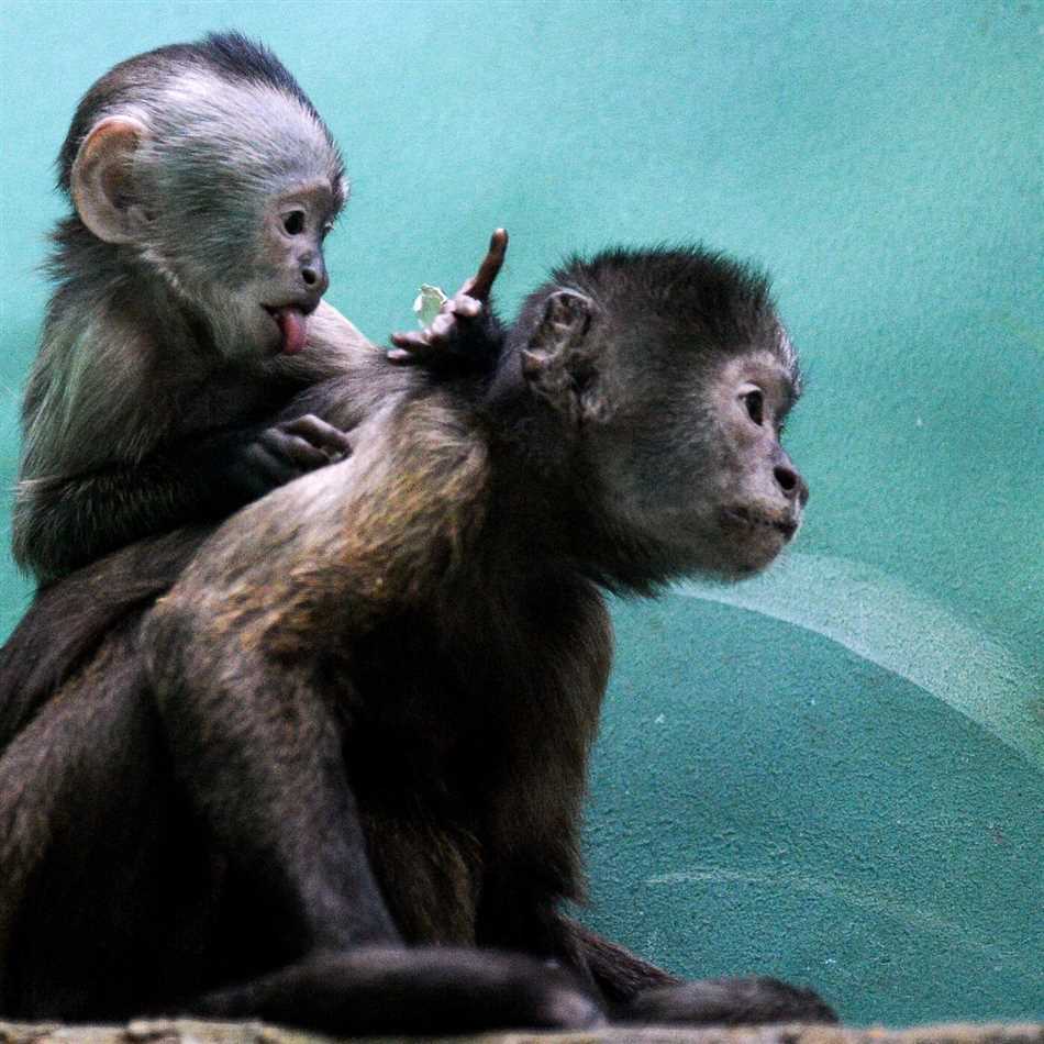 Как выглядят носачи и чем они отличаются от других обезьян?