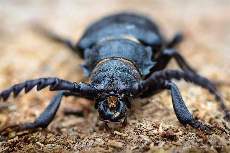Особенности поведения и приспособления к среде обитания у жука усач кожевник