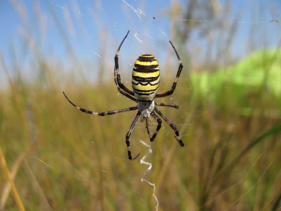 Северный крестовик: ядовитый паук с характерным рисунком на спине