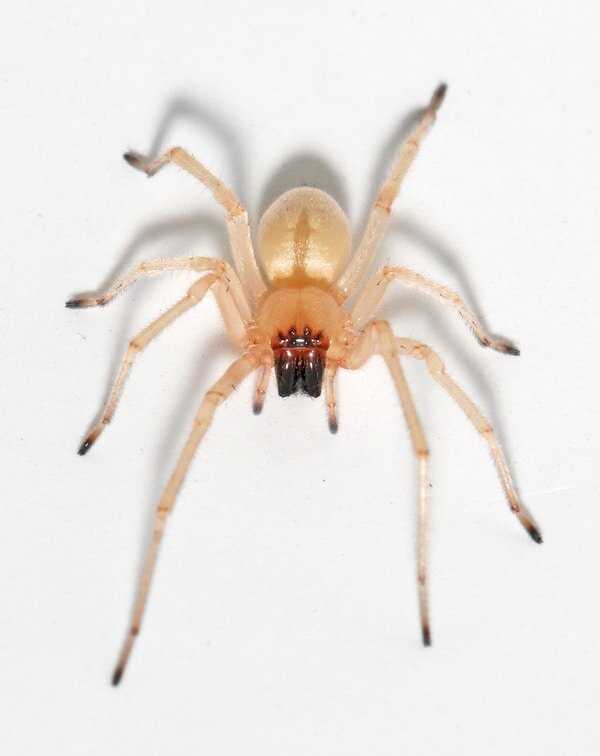 Черная вдова: опасный паук из семейства Theridiidae