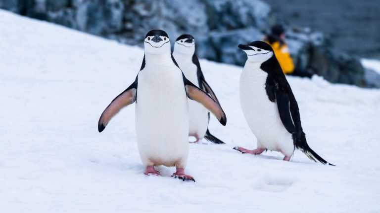 Критерии выбора партнера у пингвинов