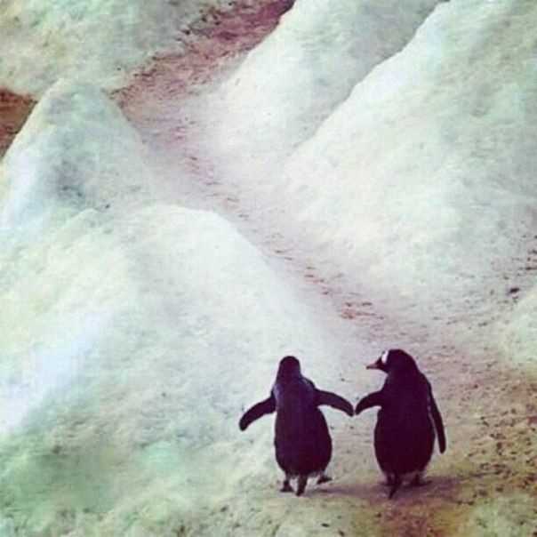 Длительность парной жизни пингвинов