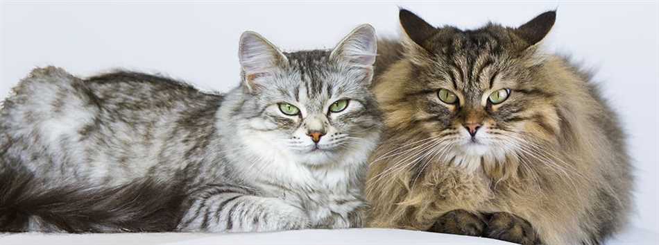 3. Бенгальская кошка