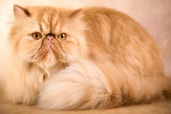 Британская короткошерстная кошка