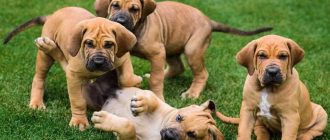 Потенциально опасные породы собак: какие они и как с ними справляться