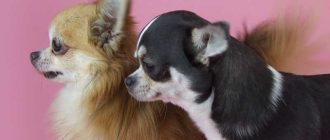 Карликовые породы собак: полный список и особенности