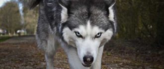 Породы собак, которые скрещены с волком: история и особенности