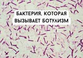 Какие самые опасные микробы для человека?