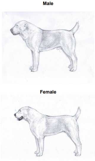 Какие собаки относятся ко второй группе?