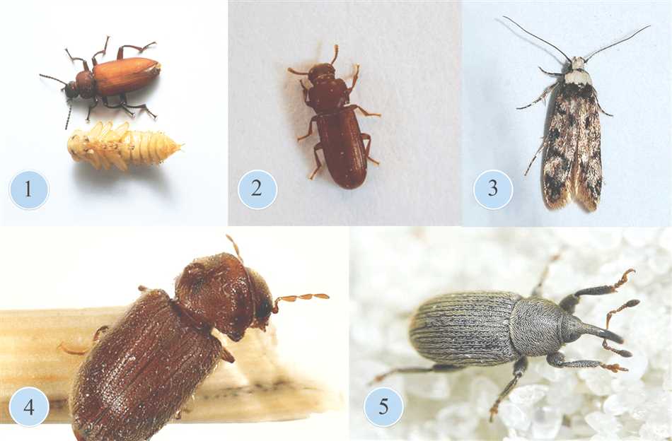 Где можно встретить коричневых жуков в квартире?