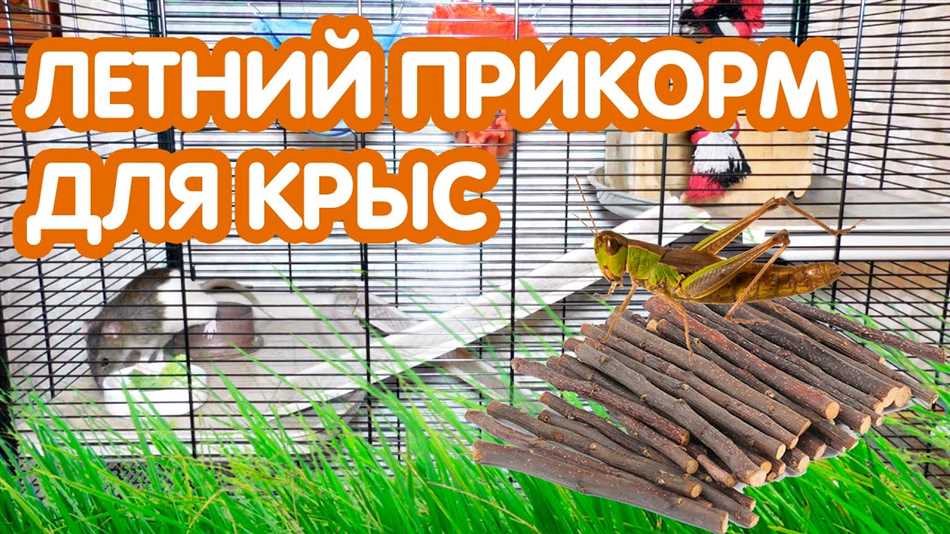 Важность грызения для крысы
