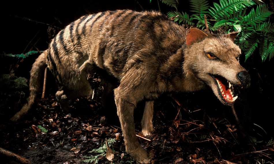 Броненосный волк: история о необычных обитателях океана