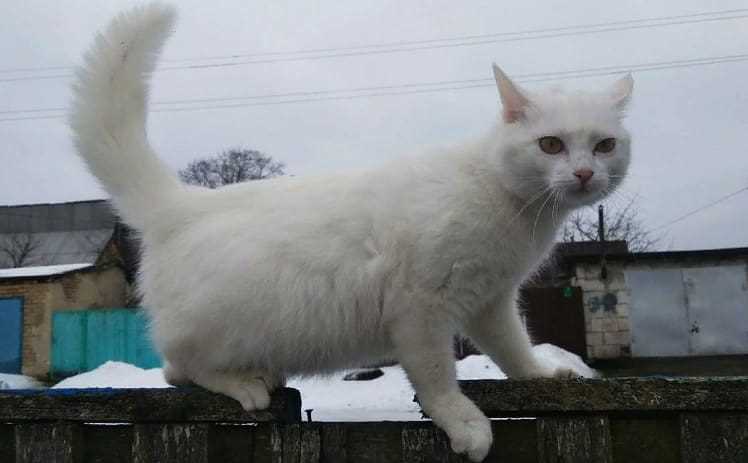 Какие животные полезны для человека?