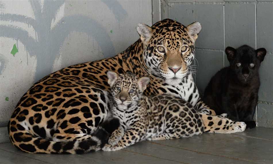 Опасные животные в зоопарках России