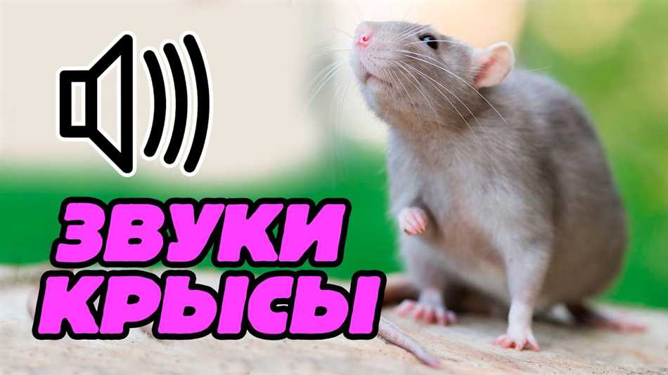 Звуки, которые крысы издают в стрессовых ситуациях