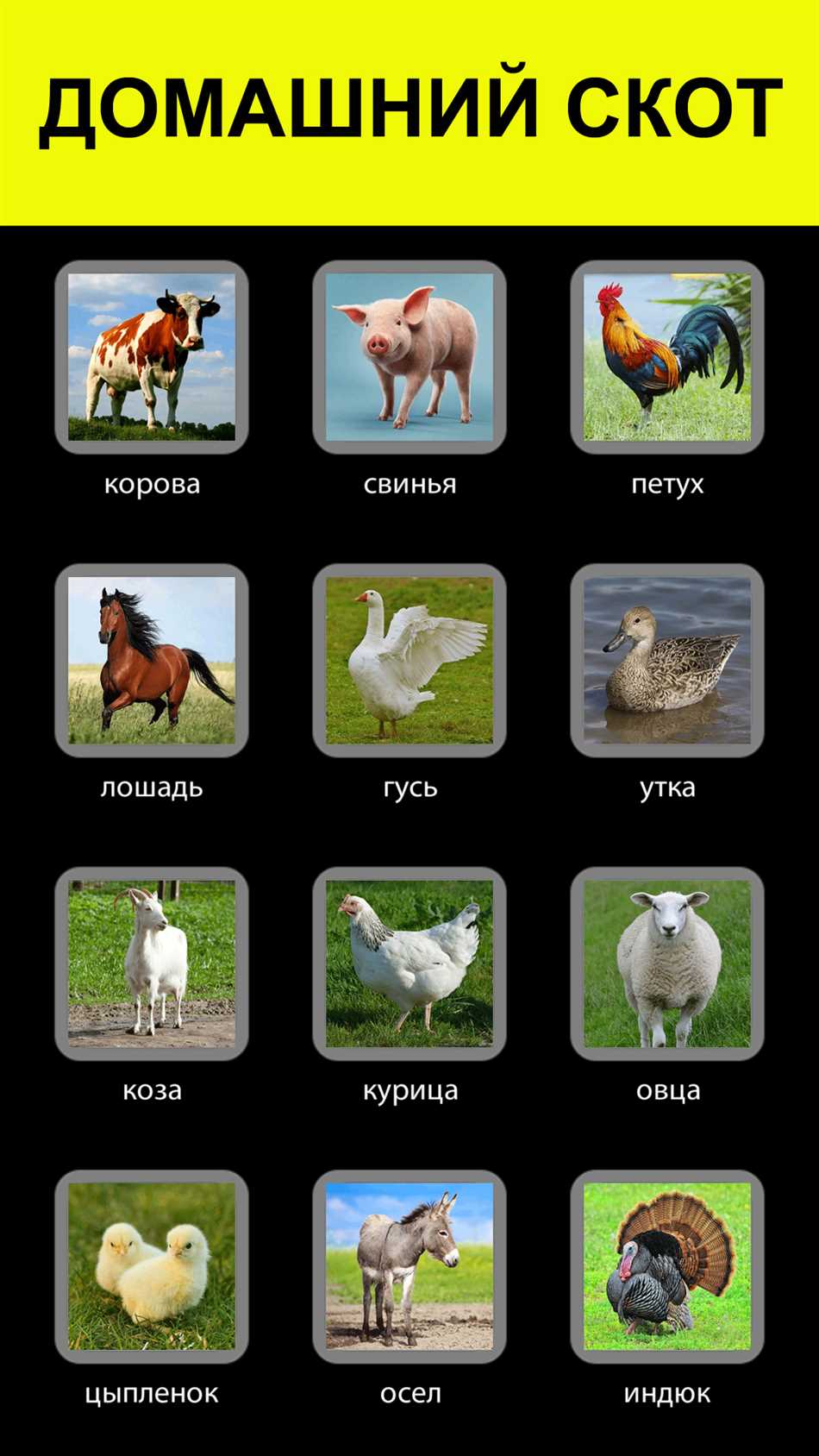Зачем животные издают звуки?