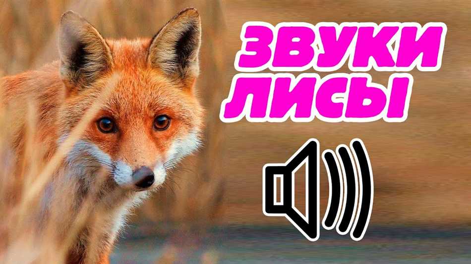 Звуки, связанные с общением лисы