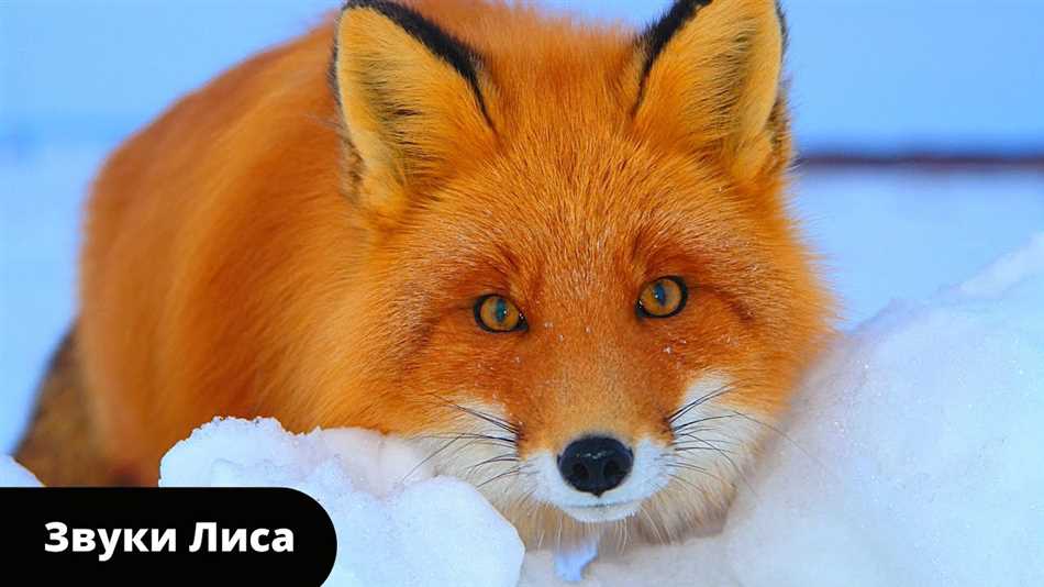 Какие звуки лиса?