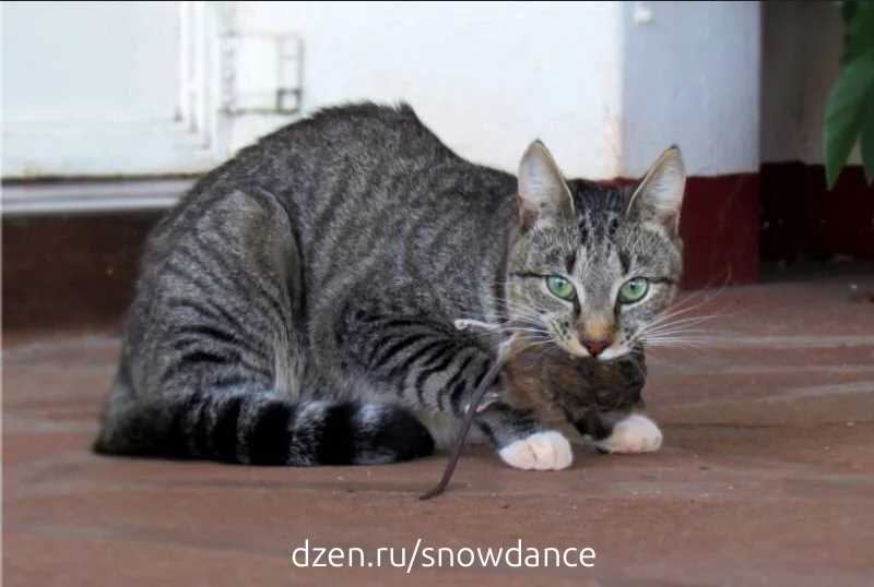 Боятся ли крысы кошек?