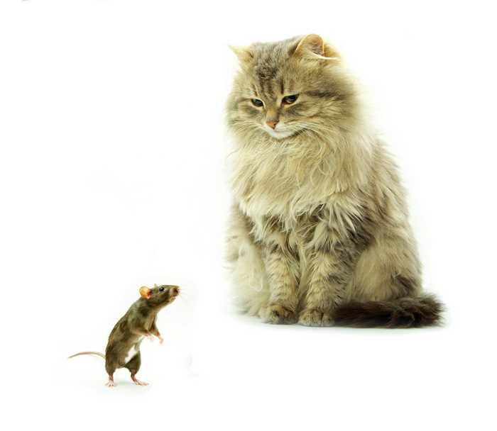 Каких кошек боятся крысы?