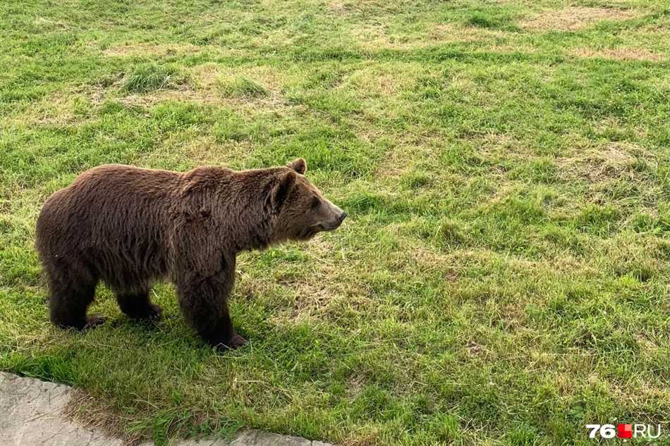 Камчатский карликовый медведь - маленький чудесный медведь
