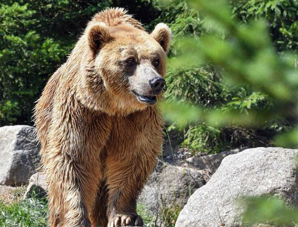 Виды медведей в России