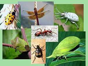 Основные группы насекомых