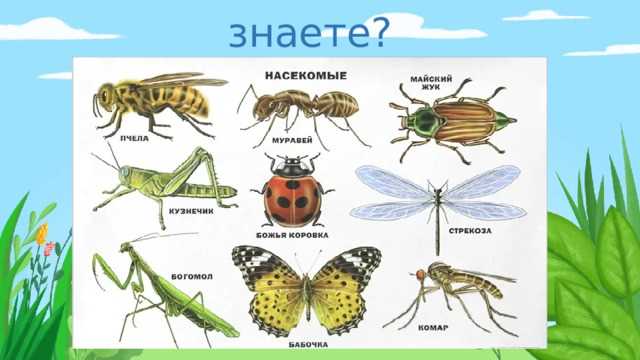 Каких полезных насекомых вы знаете?