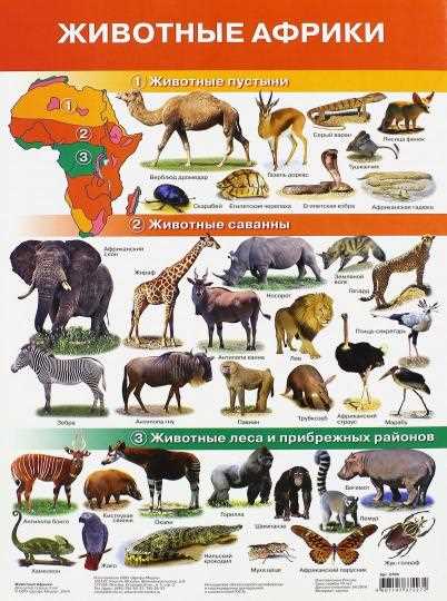 Каких животных больше всего в Африке?