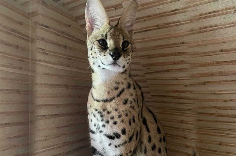 Условия предоставления кормов и ухода за животным