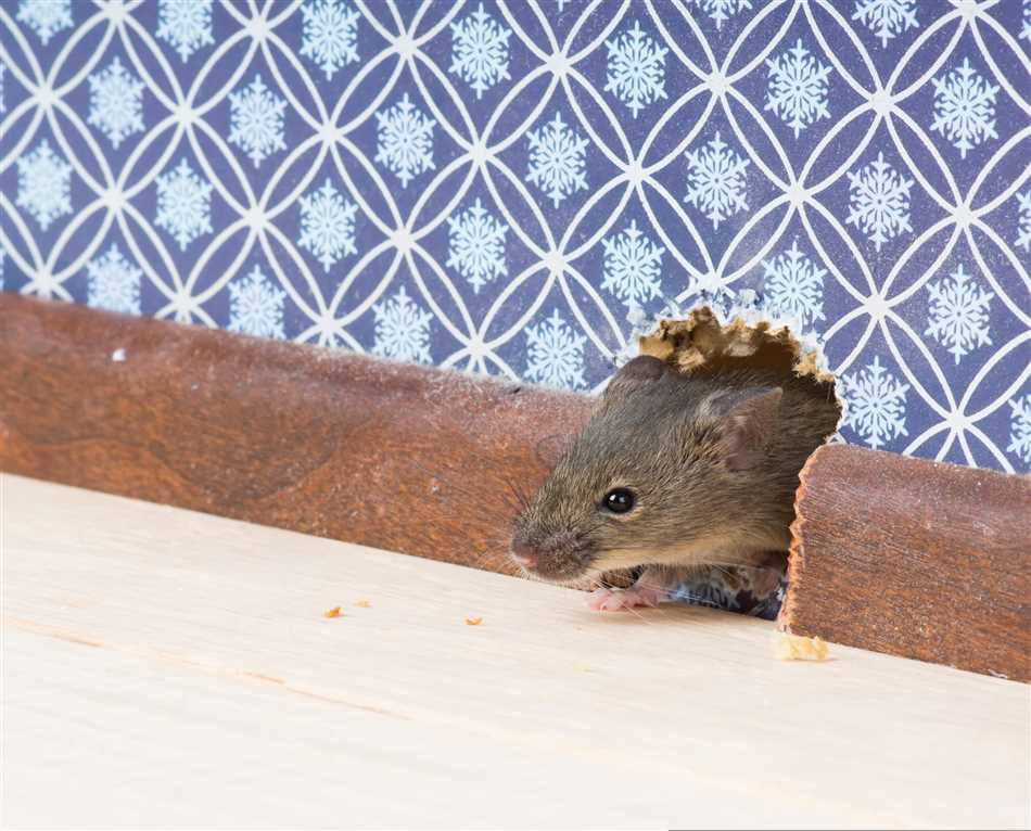 Строение ушей мышей