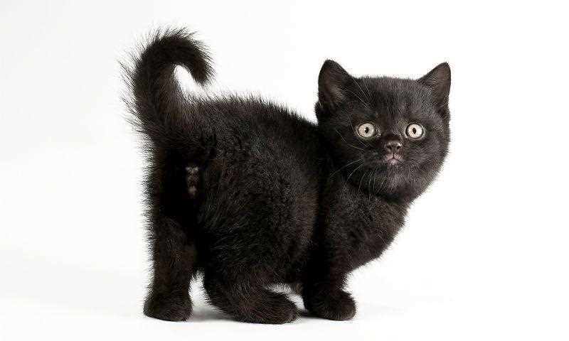 Какое дать имя коту черному с белыми лапками?