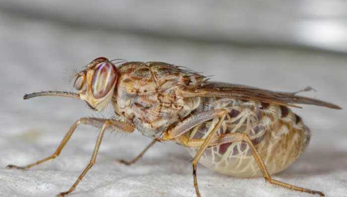 Какое насекомое кусает самым большим областью тела?